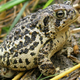 Illustration for article titled Biologists Saved Wyoming Toads From Extinction